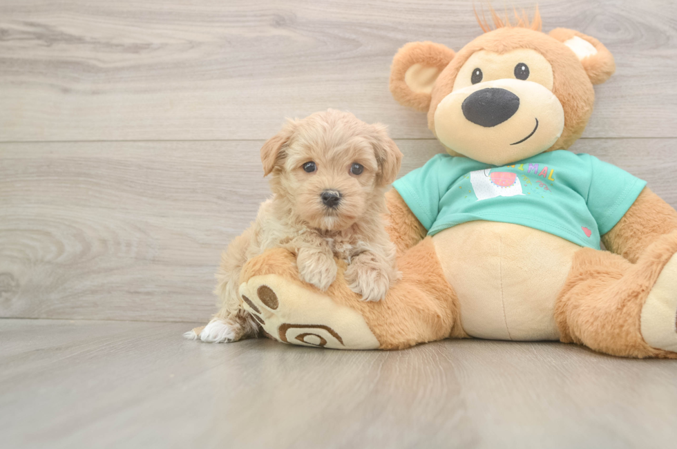 5 week old Maltipoo Puppy For Sale - Lone Star Pups
