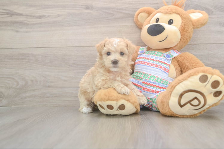 Maltipoo Pup Being Cute