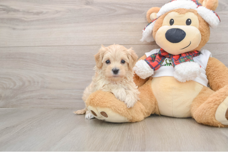 Maltipoo Pup Being Cute