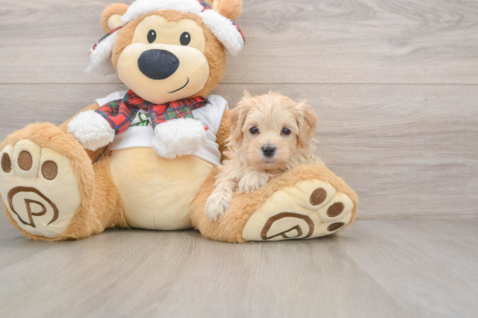 Maltipoo Pup Being Cute