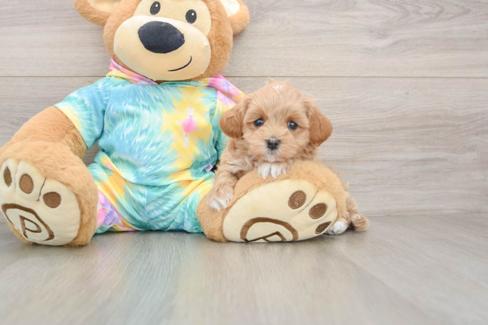Maltipoo Pup Being Cute