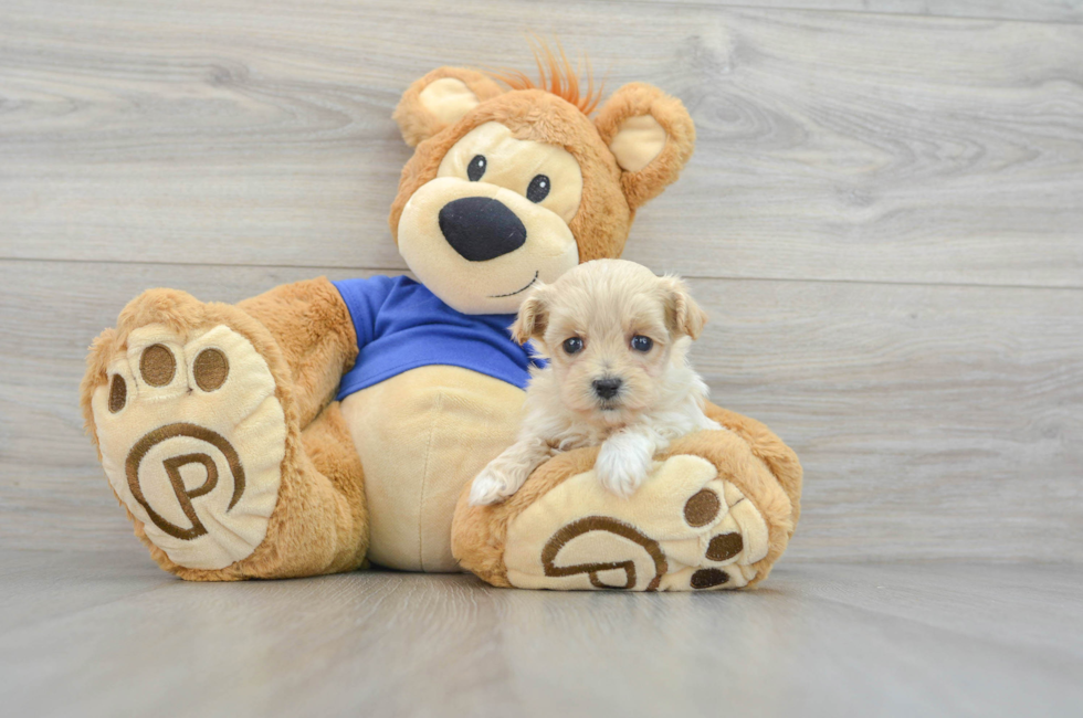 7 week old Maltipoo Puppy For Sale - Lone Star Pups