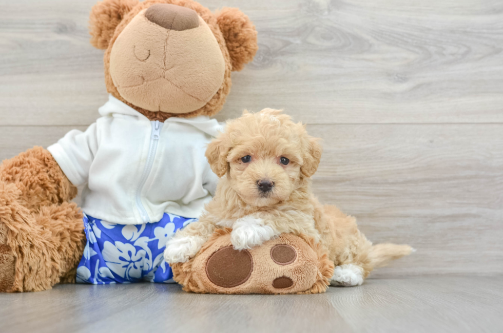 6 week old Maltipoo Puppy For Sale - Lone Star Pups