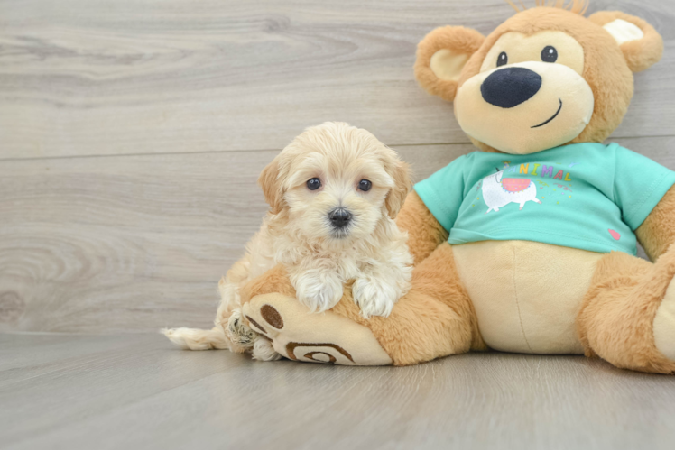 Fluffy Maltipoo Poodle Mix Pup
