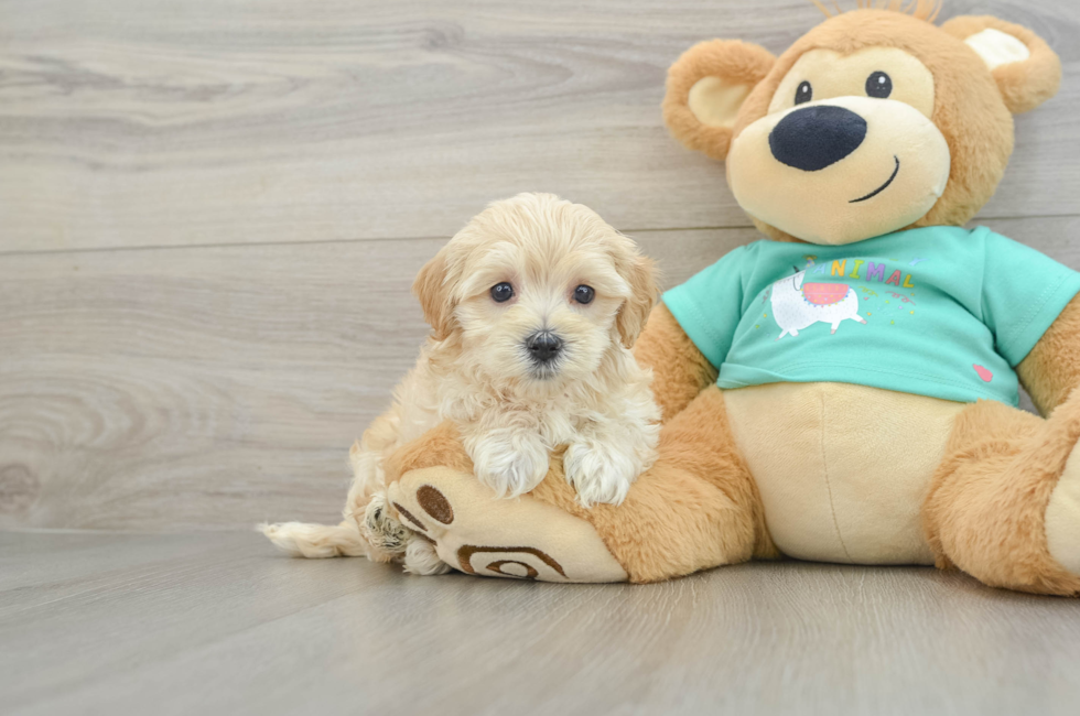 6 week old Maltipoo Puppy For Sale - Lone Star Pups