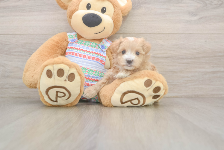 Best Maltipoo Baby