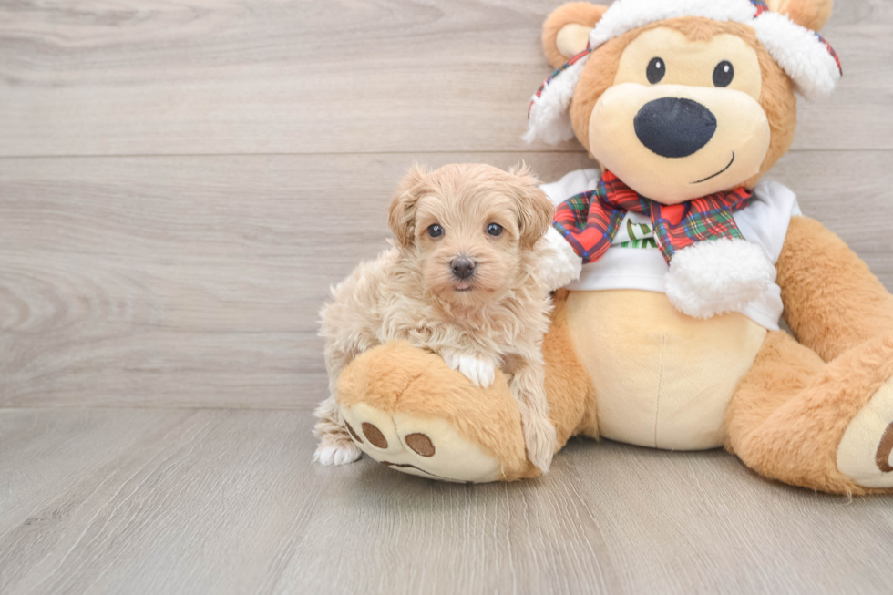 Funny Maltipoo Poodle Mix Pup