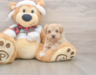 8 week old Maltipoo Puppy For Sale - Lone Star Pups