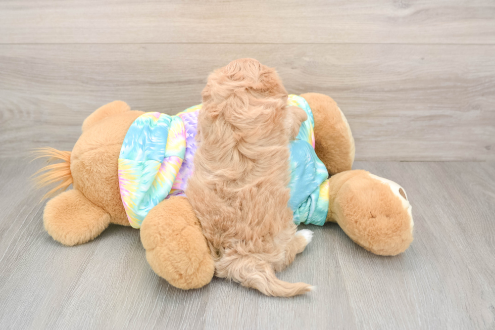 Fluffy Maltipoo Poodle Mix Pup