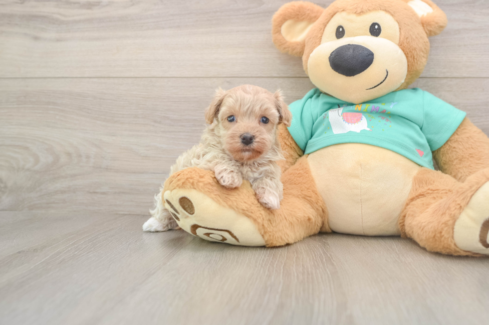 Maltipoo Pup Being Cute