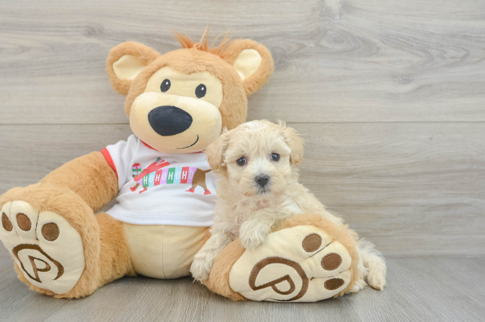 7 week old Maltipoo Puppy For Sale - Lone Star Pups