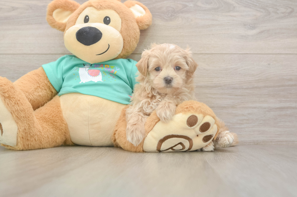 5 week old Maltipoo Puppy For Sale - Lone Star Pups