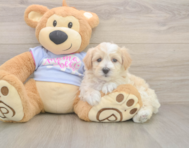 8 week old Maltipoo Puppy For Sale - Lone Star Pups