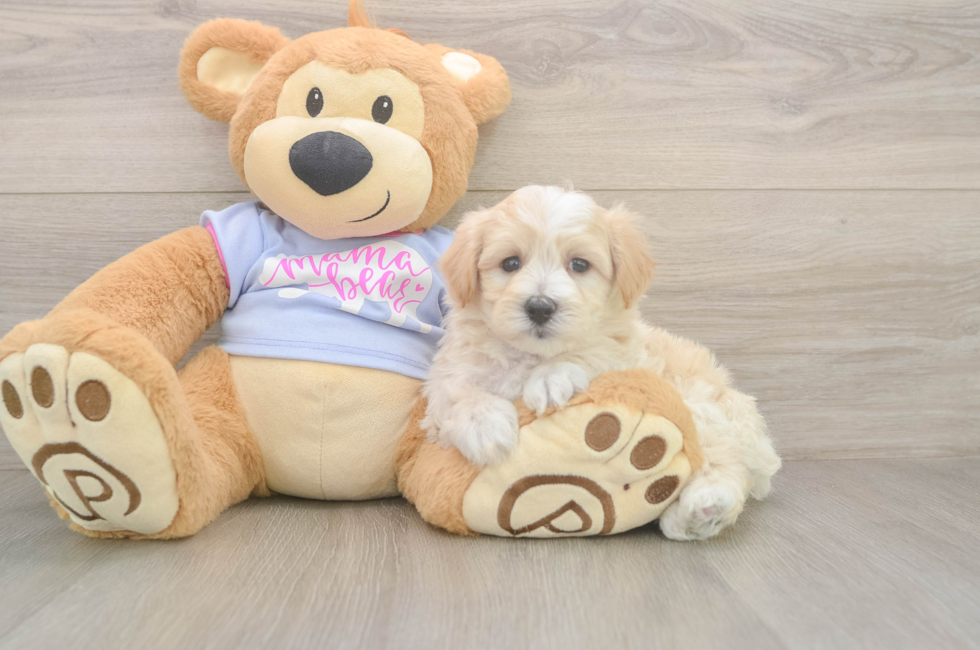 6 week old Maltipoo Puppy For Sale - Lone Star Pups