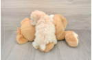 Maltipoo Puppy for Adoption