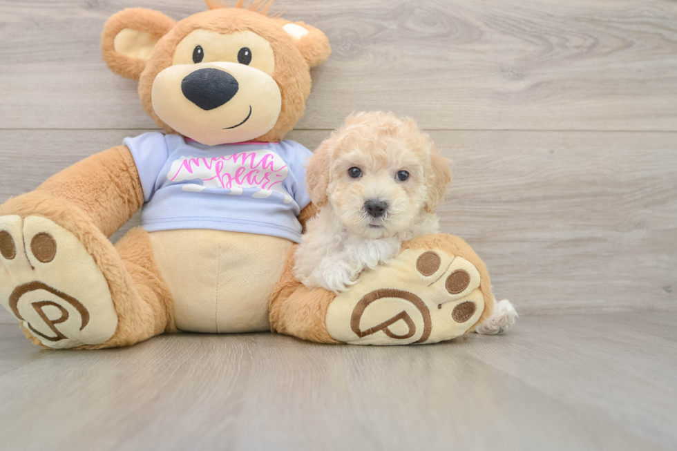 Best Maltipoo Baby