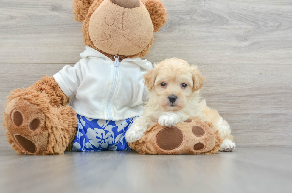 6 week old Maltipoo Puppy For Sale - Lone Star Pups