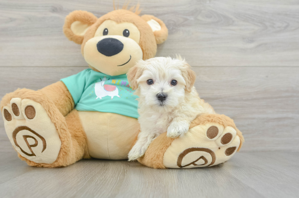 6 week old Maltipoo Puppy For Sale - Lone Star Pups