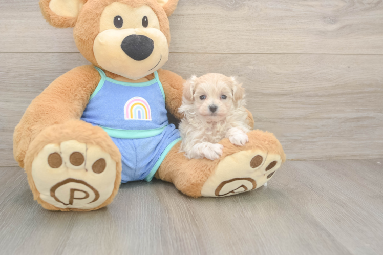 Best Maltipoo Baby