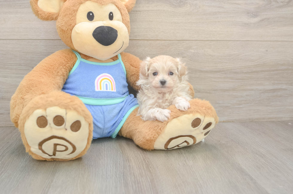 5 week old Maltipoo Puppy For Sale - Lone Star Pups
