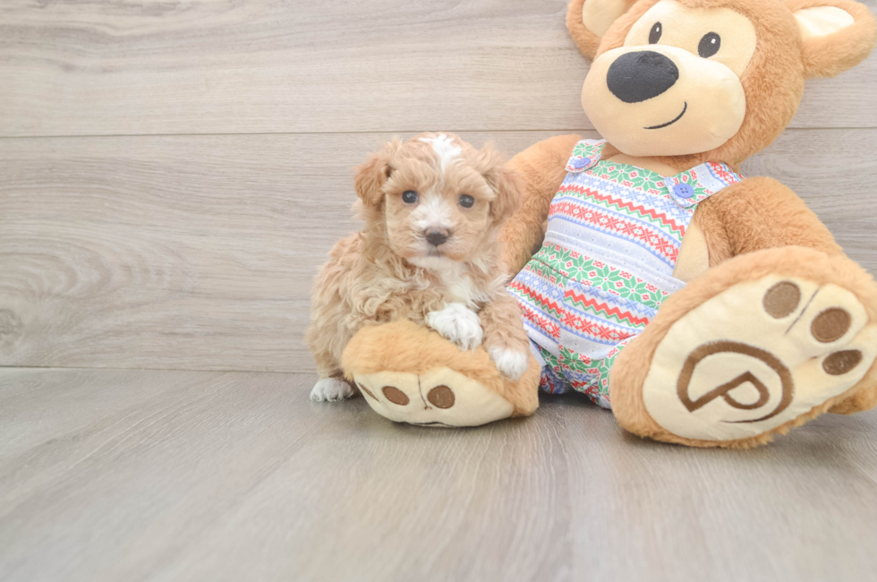 5 week old Maltipoo Puppy For Sale - Lone Star Pups