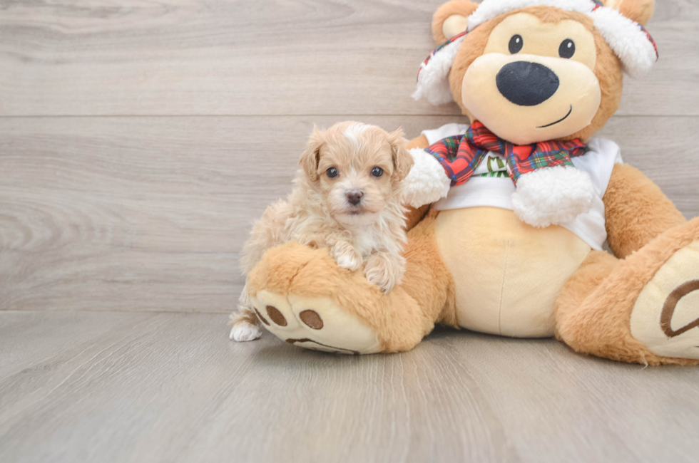 5 week old Maltipoo Puppy For Sale - Lone Star Pups