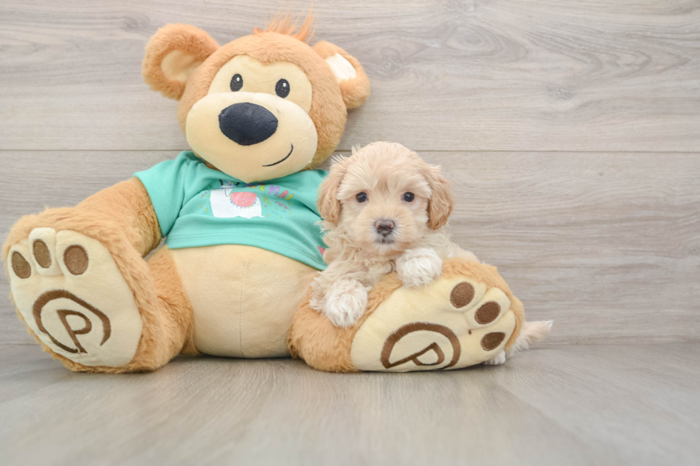 Maltipoo Puppy for Adoption