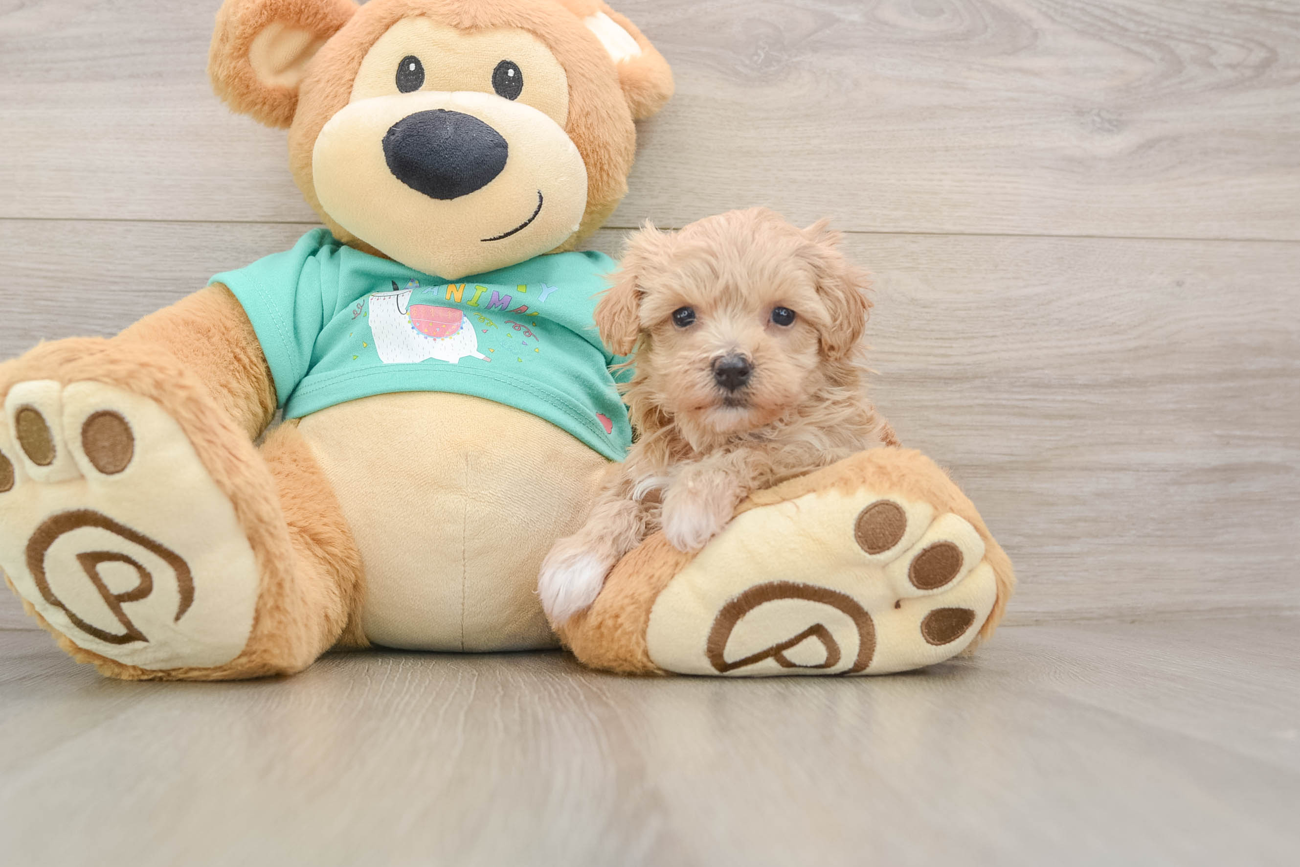 Energetic Malt a Poo Poodle Mix Puppy