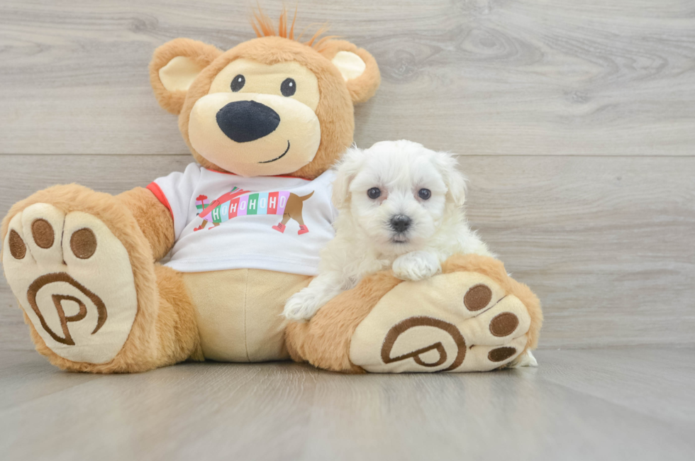 7 week old Maltipoo Puppy For Sale - Lone Star Pups