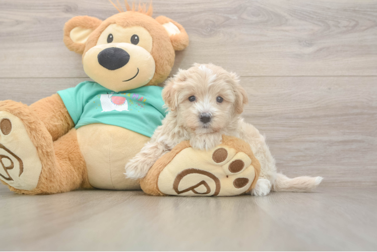 Popular Maltipoo Poodle Mix Pup