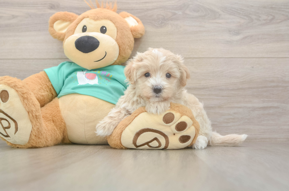 5 week old Maltipoo Puppy For Sale - Lone Star Pups