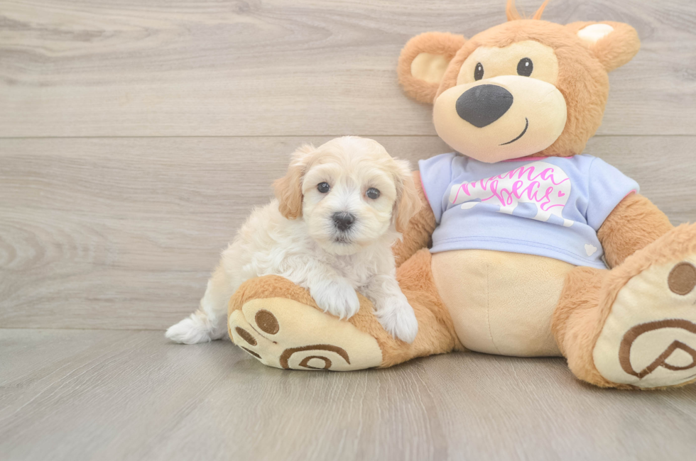 6 week old Maltipoo Puppy For Sale - Lone Star Pups