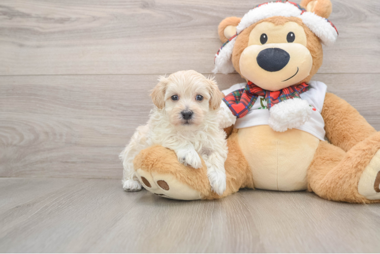 Little Malt Oodle Poodle Mix Puppy