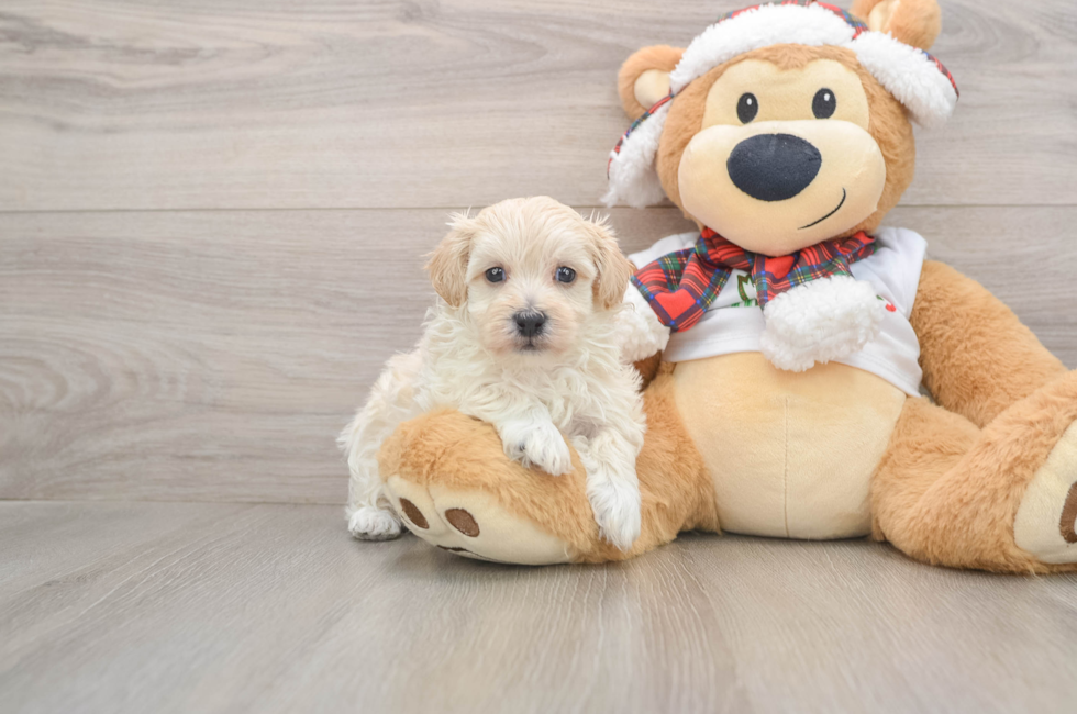 5 week old Maltipoo Puppy For Sale - Lone Star Pups