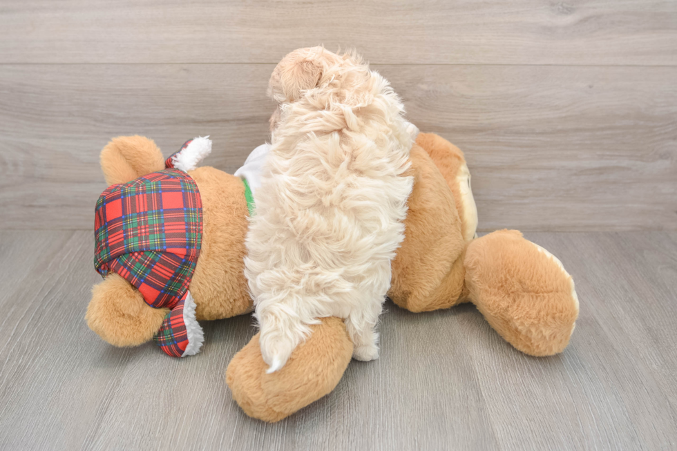 Hypoallergenic Maltidoodle Poodle Mix Puppy