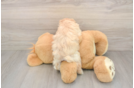 Fluffy Maltipoo Poodle Mix Pup