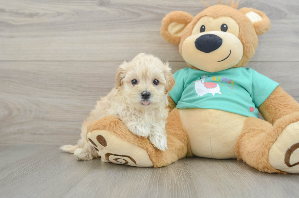 6 week old Maltipoo Puppy For Sale - Lone Star Pups