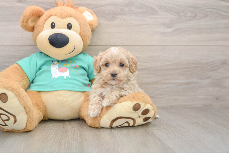 Maltipoo Puppy for Adoption