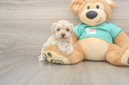 Maltipoo Puppy for Adoption
