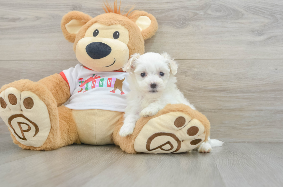 7 week old Maltipoo Puppy For Sale - Lone Star Pups