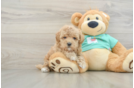 Playful Malt a Poo Poodle Mix Puppy