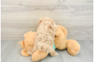 Maltipoo Puppy for Adoption