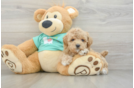 Smart Maltipoo Poodle Mix Pup