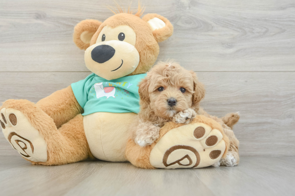 6 week old Maltipoo Puppy For Sale - Lone Star Pups