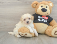 9 week old Maltipoo Puppy For Sale - Lone Star Pups