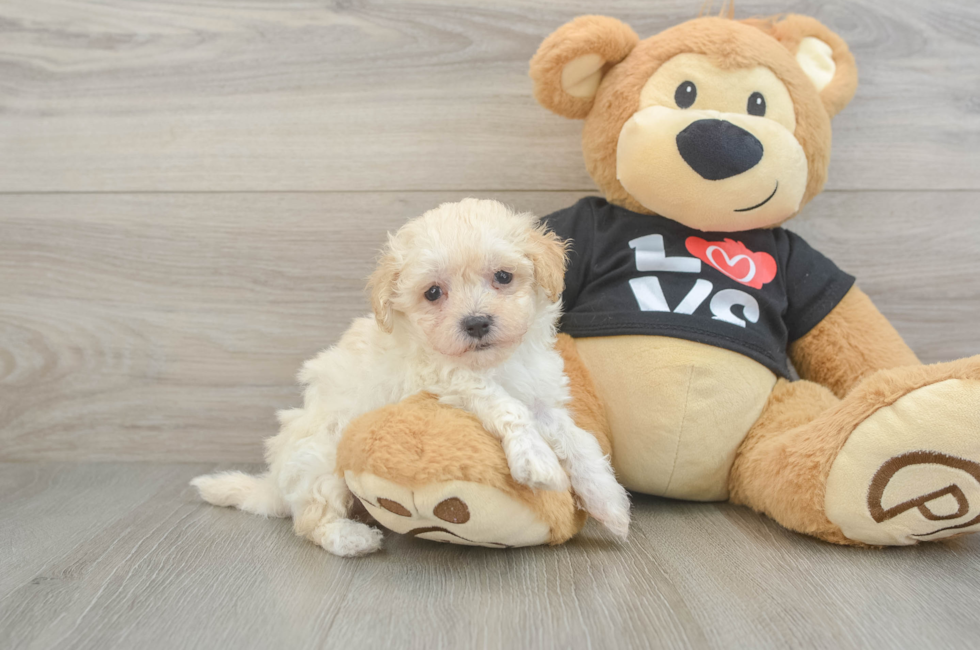 6 week old Maltipoo Puppy For Sale - Lone Star Pups