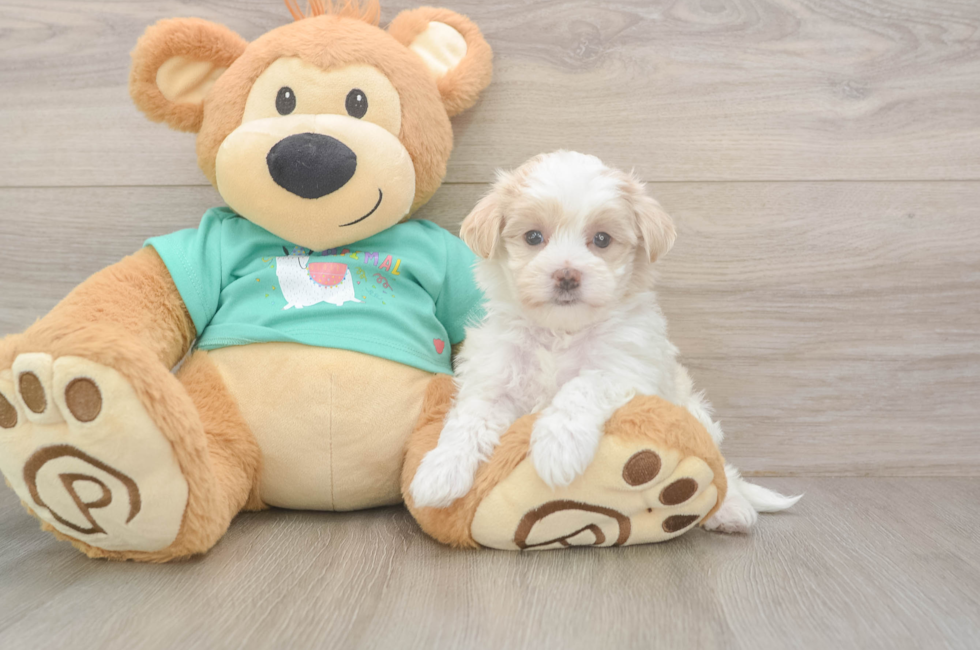5 week old Maltipoo Puppy For Sale - Lone Star Pups