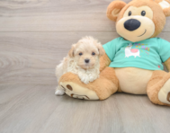 8 week old Maltipoo Puppy For Sale - Lone Star Pups