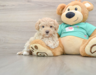9 week old Maltipoo Puppy For Sale - Lone Star Pups