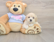 9 week old Maltipoo Puppy For Sale - Lone Star Pups